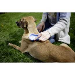 MagicBrush Dog Blue Sky